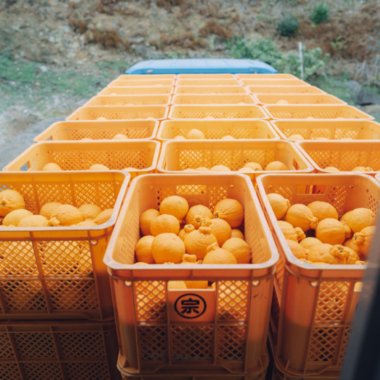 器屋さんなのに大将季（デコポン）売ってるんですか？