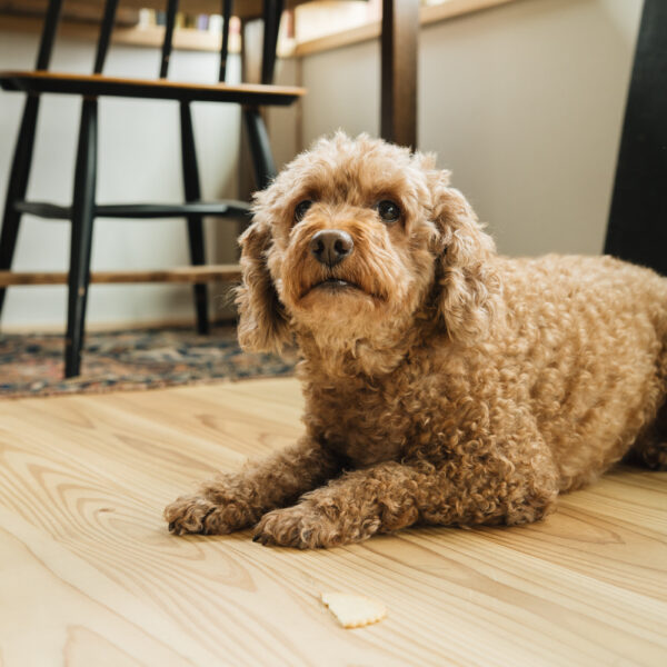 作家さんの器と暮らしにまつわる道具のお店｜イロドリ｜オンラインストア